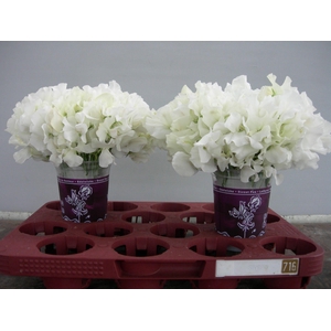 LATHYR WI SUNS WHITE