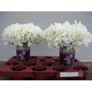 Lathyrus Sunshine White