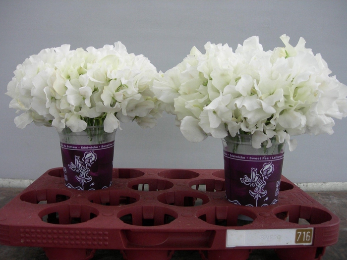 <h4>Lathyrus Sunshine White</h4>