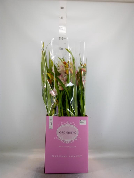 <h4>Cymbidium   ...</h4>