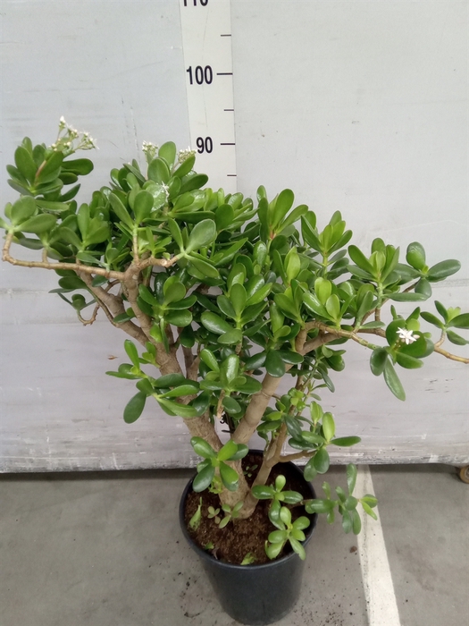 <h4>Crassula ovata</h4>