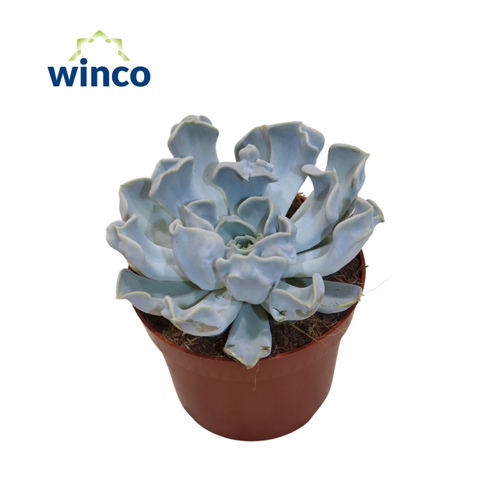 <h4>Echeveria Thriller Pearl</h4>