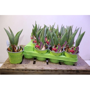 arr8 Tul Alyson Bradley Lila Gefullt