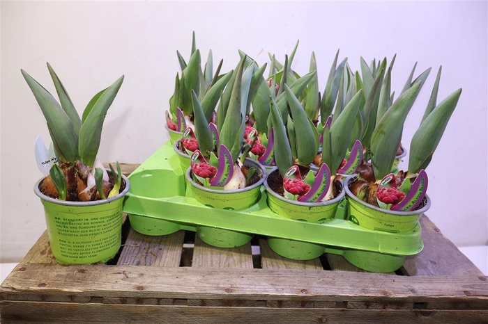 <h4>arr8 Tul Alyson Bradley Lila Gefullt</h4>