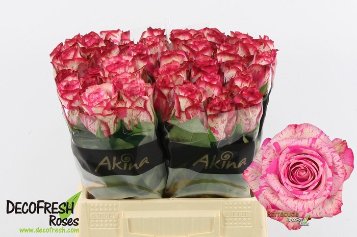 <h4>R Gr Barracuda</h4>