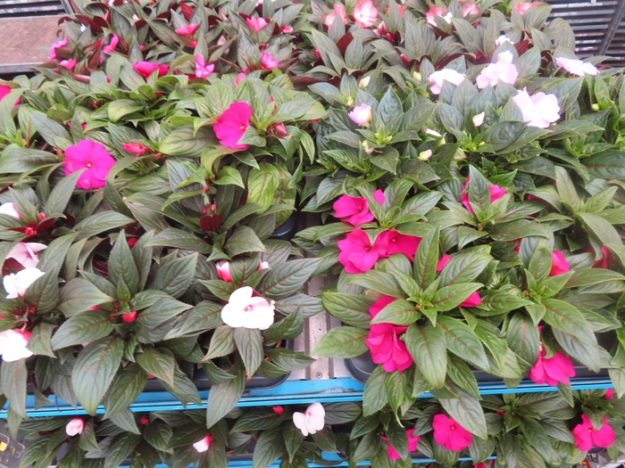 <h4>IMPAT NG MIXK 4 KL</h4>