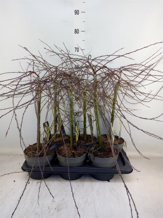 <h4>Salix repens 'Iona'</h4>