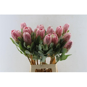 Protea Penny Pink