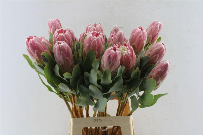 <h4>Protea Penny Pink</h4>