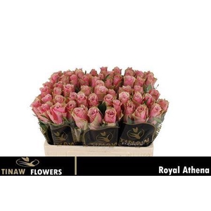 R Gr Athena Royale