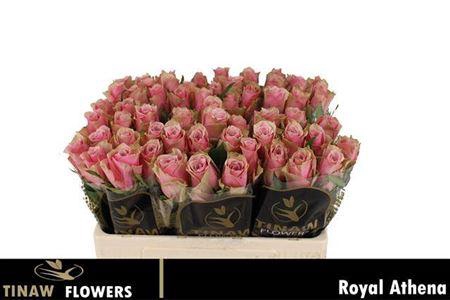 <h4>R Gr Athena Royale</h4>