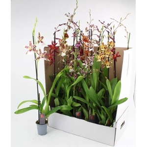 ORCHIDEEEN GEM