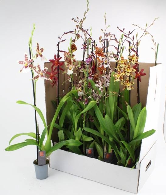 <h4>ORCHIDEEEN GEM</h4>
