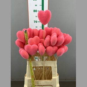 HART VELVET ROSE 8 CM