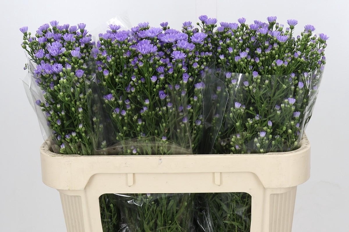 <h4>Aster Cassandra</h4>