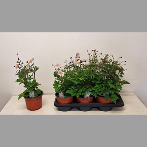 ANEM HUPEHENSIS