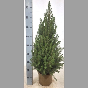 PICEA GL CONICA