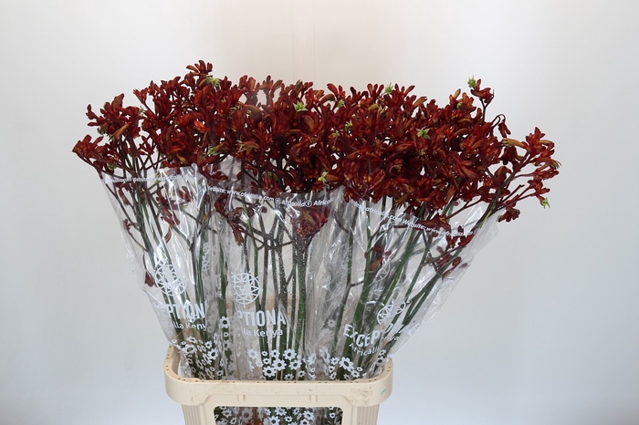 <h4>Anigozanthos Early Spring</h4>