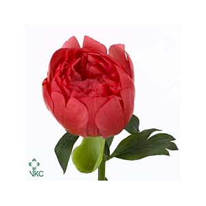 Paeonia L Coral Sunset