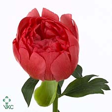 Paeonia coral sunset