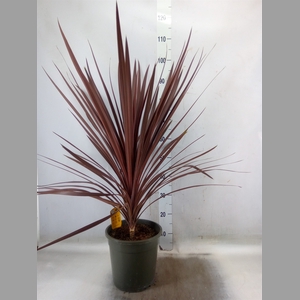 Cordyline austr. 'Red Star'