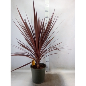 Cordyline austr. 'Red Star'
