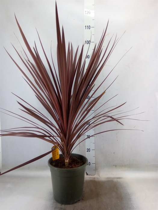 <h4>Cordyline austr. 'Red Star'</h4>