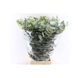 Euca Cinerea Per Bunch 5 Stems Selected