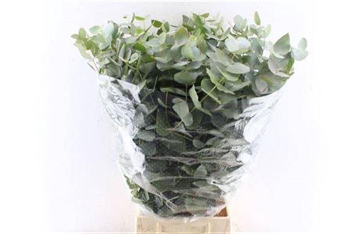 <h4>Euca Cinerea Per Bunch 5 Stems Selected</h4>
