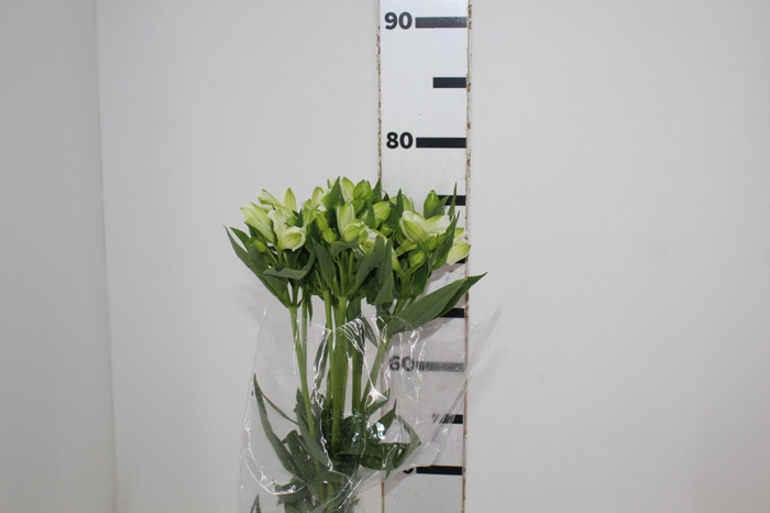 <h4>ALSTROEMERIA MISTRAL 080 CM</h4>