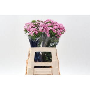 Di Barb Doblino Fans