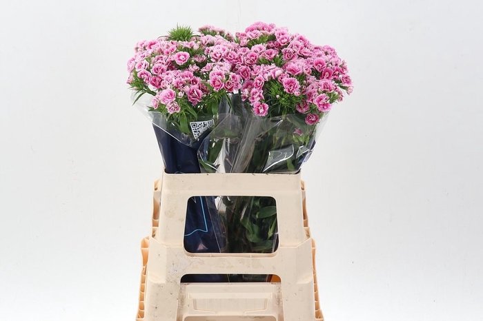 <h4>Di Barb Doblino Fans</h4>