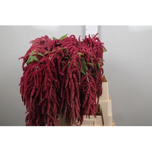 Amar Ca Red Cord