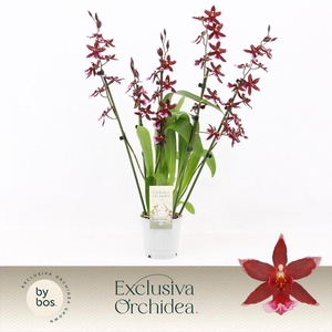 Barrocco Red, 5/6-spike 65+ cm 'Exclusiva Orchidea'