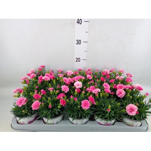 Dianthus  'I Love U'