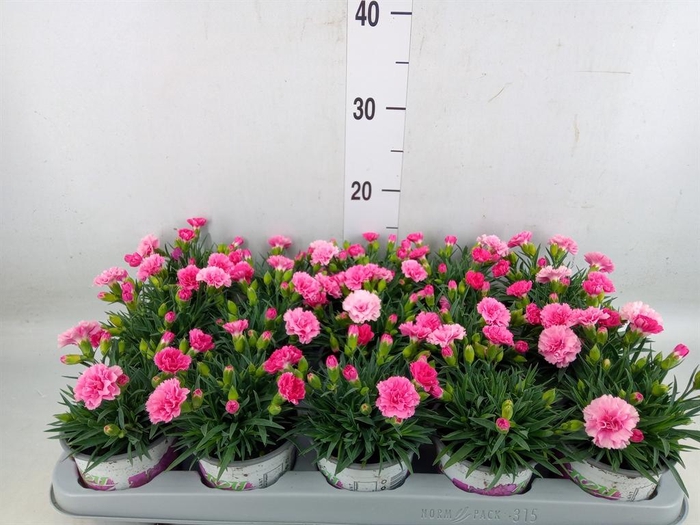 <h4>Dianthus  'I Love U'</h4>