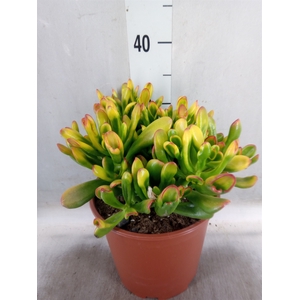 Crassula ovata 'Horn Tree'