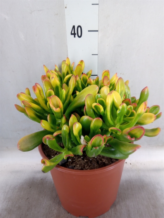 <h4>Crassula ovata 'Horn Tree'</h4>