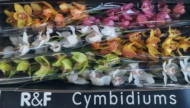 <h4>CYMB T GEM R&F</h4>