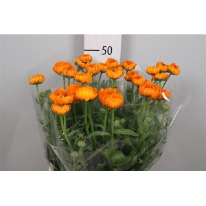 Calend Green Spot Or