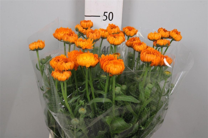 <h4>Calend Green Spot Or</h4>