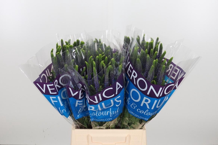 <h4>Veron Smart Diana</h4>