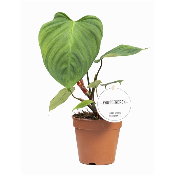 <h4>Philodendron Fuzzy Petiole</h4>