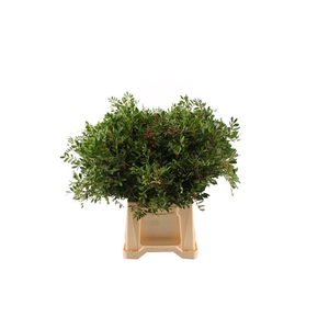 Pistache 45 Cm Select