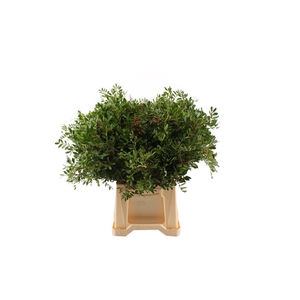 Pistache 45 Cm Select