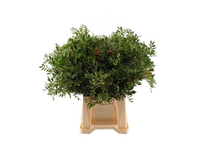 <h4>Pistache 45 Cm Select</h4>