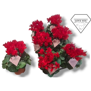 Cyclamen-COMPACT ROOD LOVE YOU