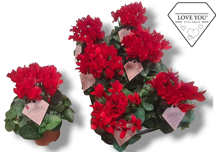 <h4>Cyclamen-COMPACT ROOD LOVE YOU</h4>