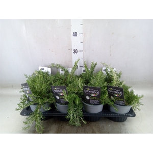 Rosmarinus officinalis 'Prostratus'