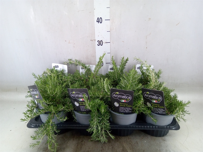 <h4>Rosmarinus officinalis 'Prostratus'</h4>